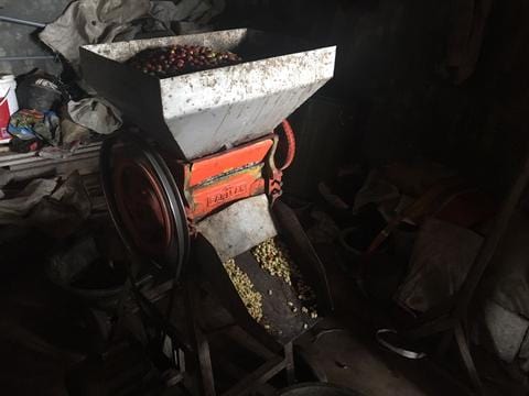 Sumatra Coffee - Women Coffee Producers - Cloudland Coffee Company