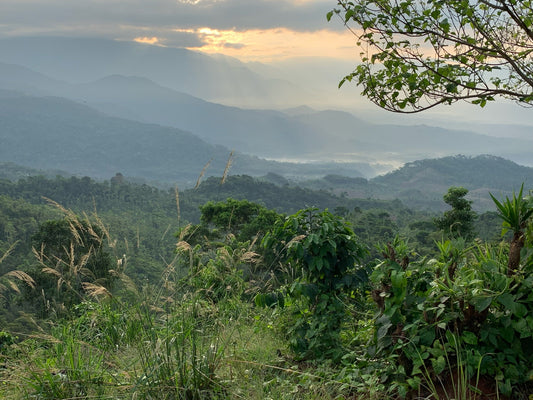 How Altitude Affects Coffee - Cloudland Coffee Company