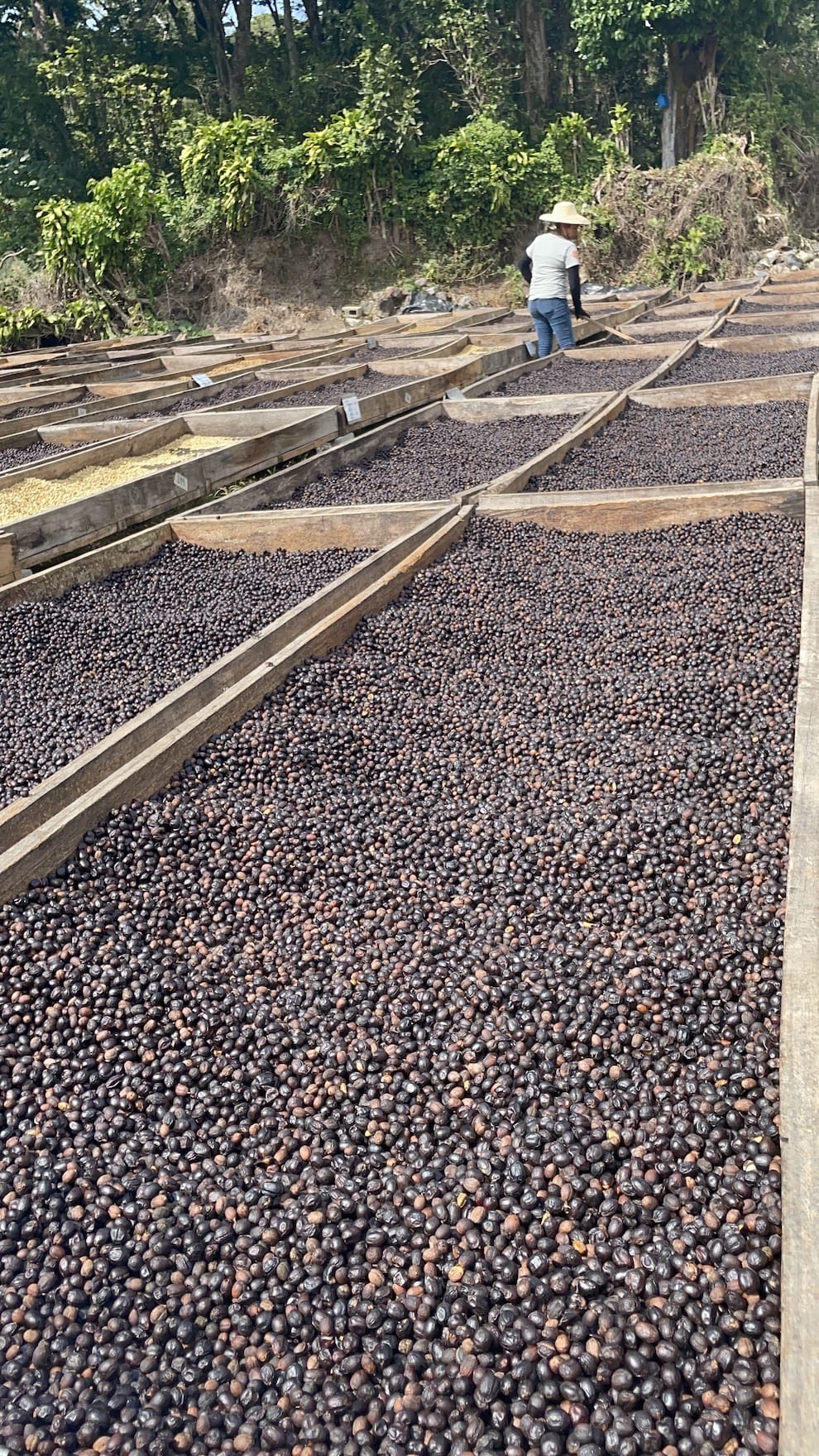 Natural Processed Versus Washed Processed Coffee - Cloudland Coffee Company
