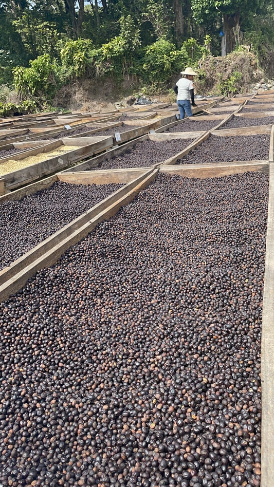 Natural Processed Versus Washed Processed Coffee - Cloudland Coffee Company