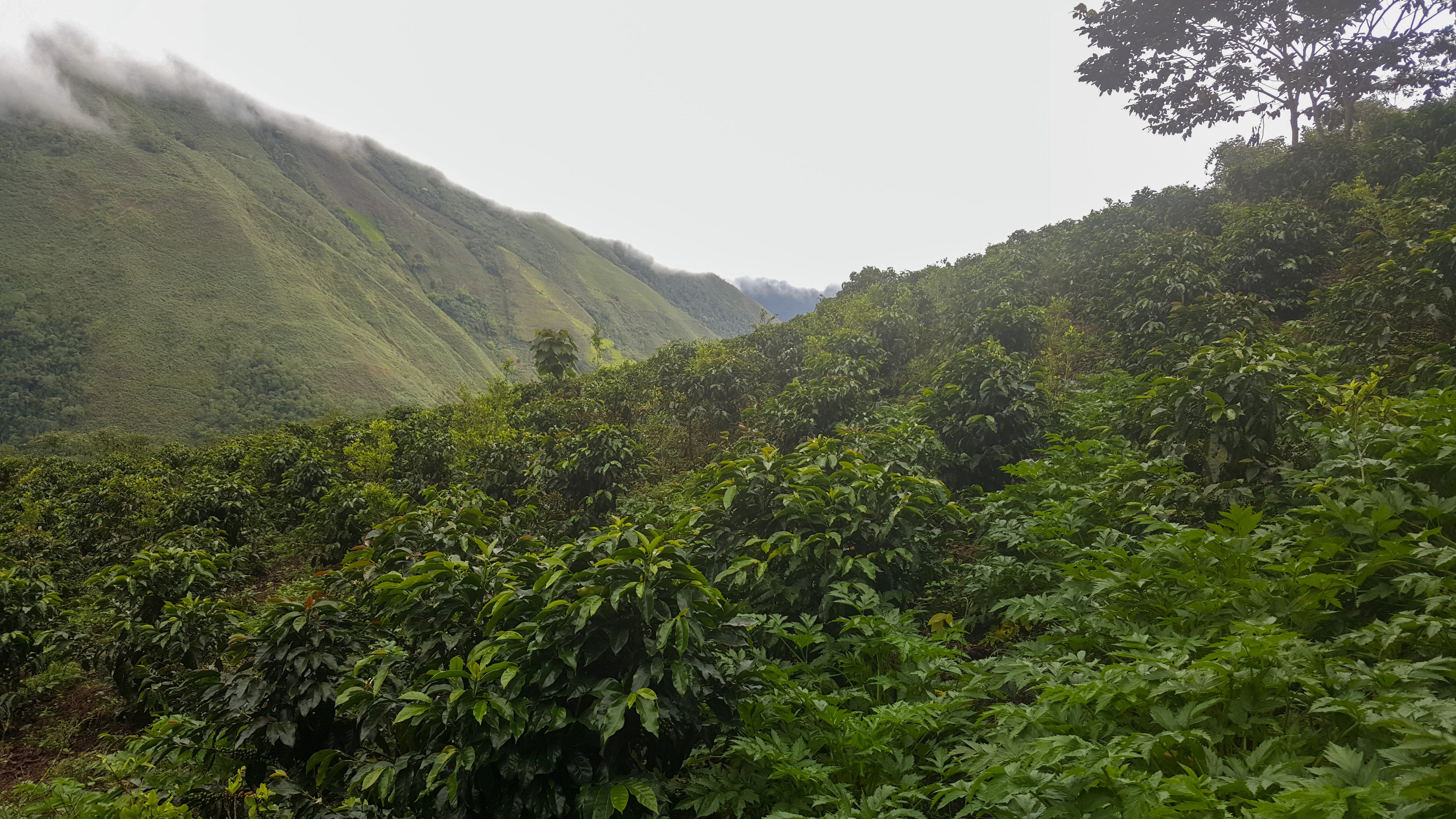 Colombia Coffee - Women Coffee Producers