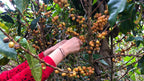 Colombia Coffee - Women Coffee Producers
