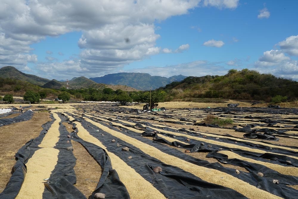 Nicaragua Coffee - Cloudland Coffee Company