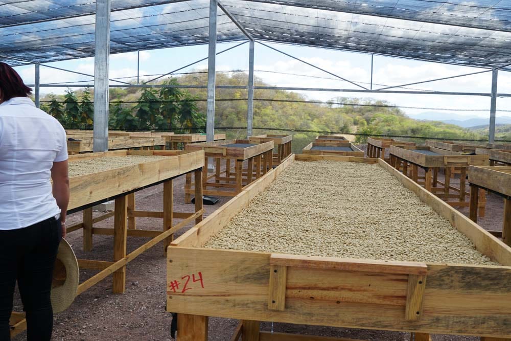 Nicaragua Coffee - Cloudland Coffee Company