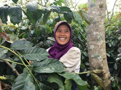 Sumatra Coffee - Women Coffee Producers - Cloudland Coffee Company